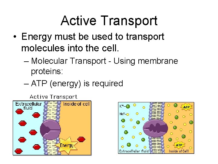 Active Transport • Energy must be used to transport molecules into the cell. – Active Transport • Energy must be used to transport molecules into the cell. –