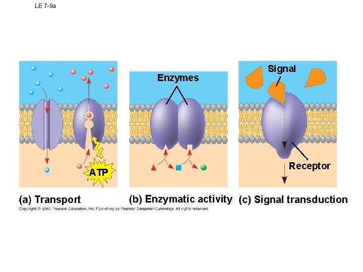 LE 7 -9 a Enzymes Receptor ATP Transport Signal Enzymatic activity Signal transduction LE 7 -9 a Enzymes Receptor ATP Transport Signal Enzymatic activity Signal transduction