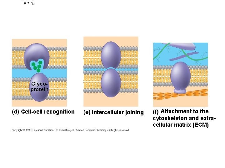 LE 7 -9 b Glycoprotein Cell-cell recognition Intercellular joining Attachment to the cytoskeleton and LE 7 -9 b Glycoprotein Cell-cell recognition Intercellular joining Attachment to the cytoskeleton and