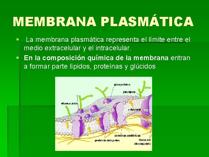 MEMBRANA PLASMÁTICA § La membrana plasmática representa el límite entre el medio extracelular y