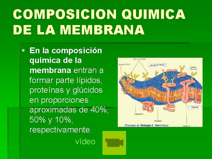 COMPOSICION QUIMICA DE LA MEMBRANA § En la composición química de la membrana entran