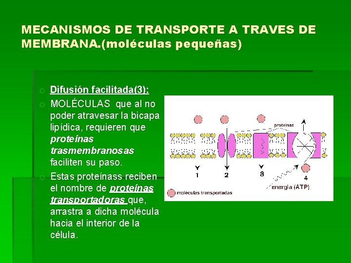 MECANISMOS DE TRANSPORTE A TRAVES DE MEMBRANA. (moléculas pequeñas) o Difusión facilitada(3): o MOLÉCULAS