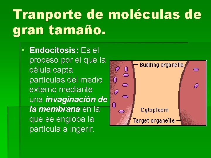 Tranporte de moléculas de gran tamaño. § Endocitosis: Es el proceso por el que