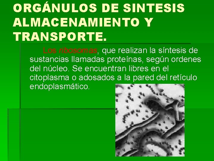 ORGÁNULOS DE SINTESIS ALMACENAMIENTO Y TRANSPORTE. Los ribosomas, que realizan la síntesis de sustancias