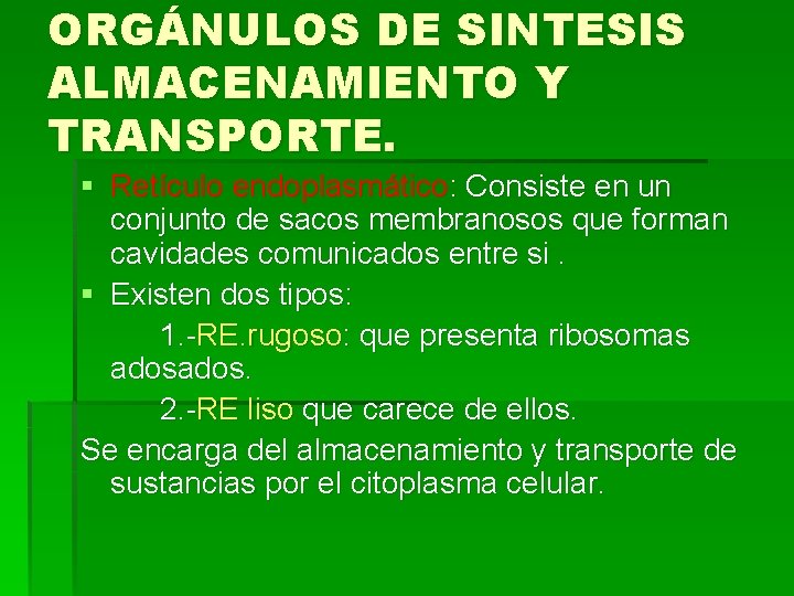 ORGÁNULOS DE SINTESIS ALMACENAMIENTO Y TRANSPORTE. § Retículo endoplasmático: Consiste en un conjunto de