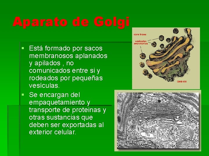Aparato de Golgi § Está formado por sacos membranosos aplanados y apilados , no