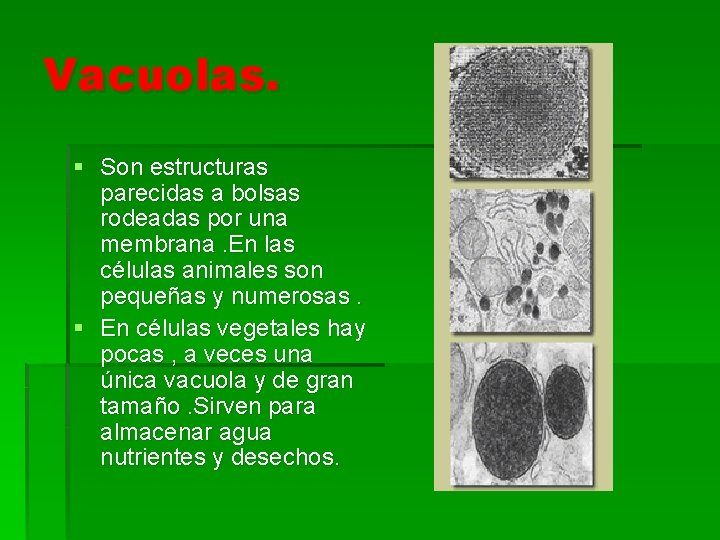 Vacuolas. § Son estructuras parecidas a bolsas rodeadas por una membrana. En las células