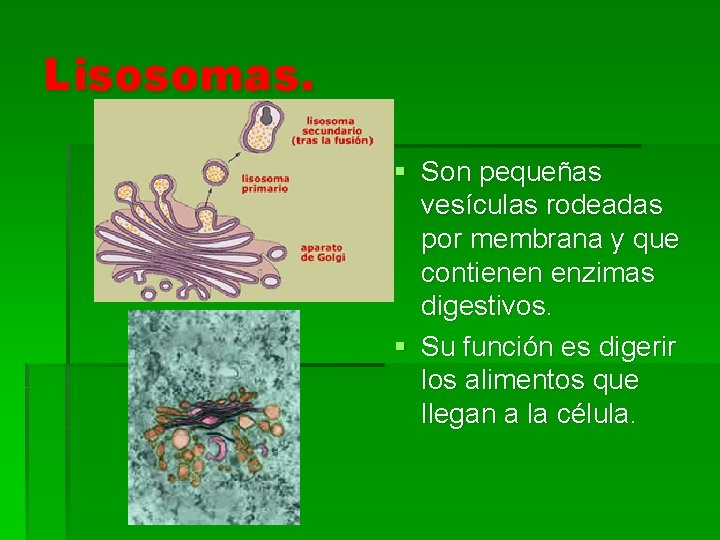 Lisosomas. § Son pequeñas vesículas rodeadas por membrana y que contienen enzimas digestivos. §
