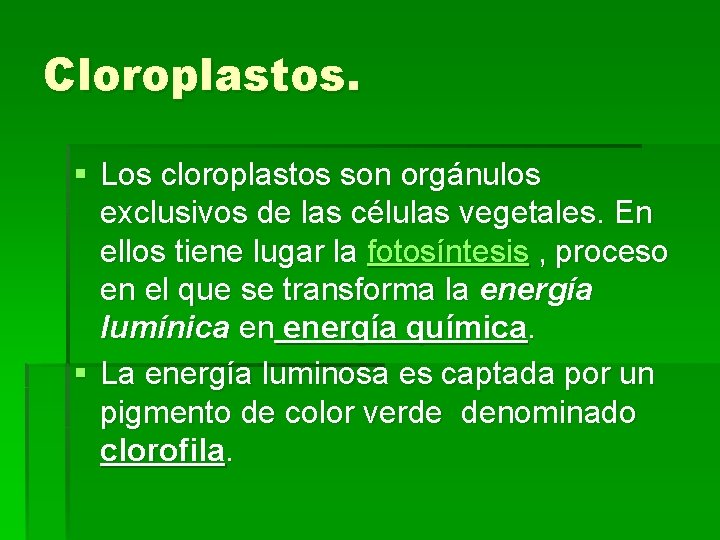 Cloroplastos. § Los cloroplastos son orgánulos exclusivos de las células vegetales. En ellos tiene