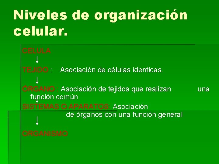 Niveles de organización celular. CELULA TEJIDO : Asociación de células identicas. ÓRGANO : Asociación