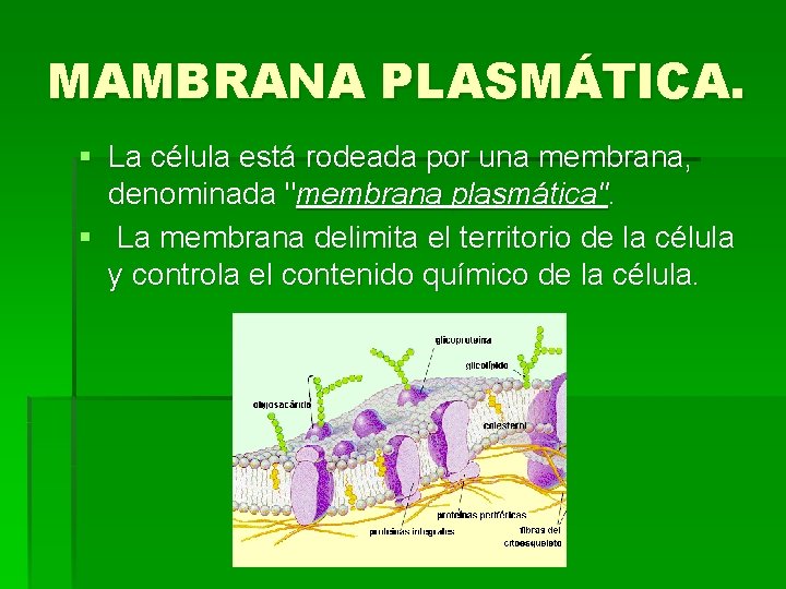 MAMBRANA PLASMÁTICA. § La célula está rodeada por una membrana, denominada "membrana plasmática". §