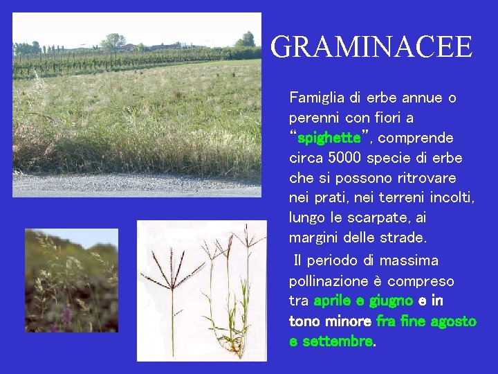 GRAMINACEE Famiglia di erbe annue o perenni con fiori a “spighette”, comprende circa 5000