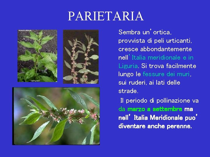 PARIETARIA Sembra un’ortica, provvista di peli urticanti, cresce abbondantemente nell’Italia meridionale e in Liguria.