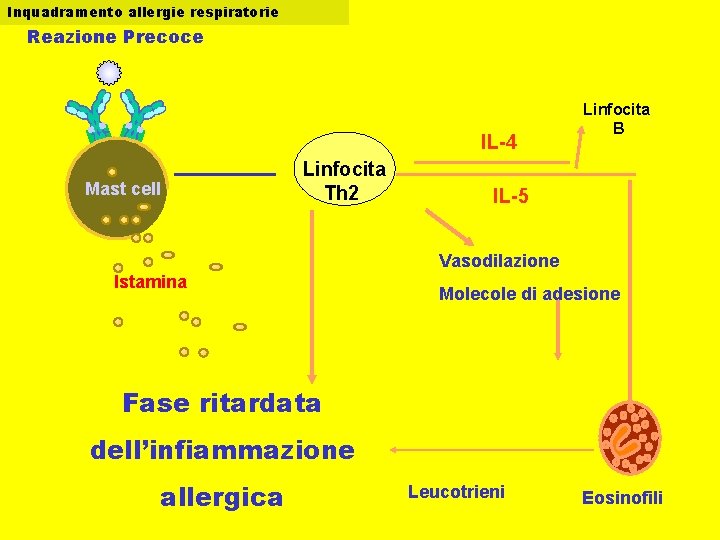 Inquadramento allergie respiratorie Reazione Precoce IL-4 Mast cell Linfocita Th 2 Linfocita B IL-5