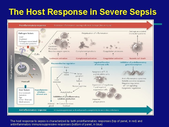 The Host Response in Severe Sepsis The host response to sepsis is characterized by
