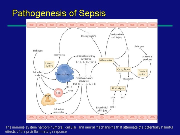 Pathogenesis of Sepsis The immune system harbors humoral, cellular, and neural mechanisms that attenuate