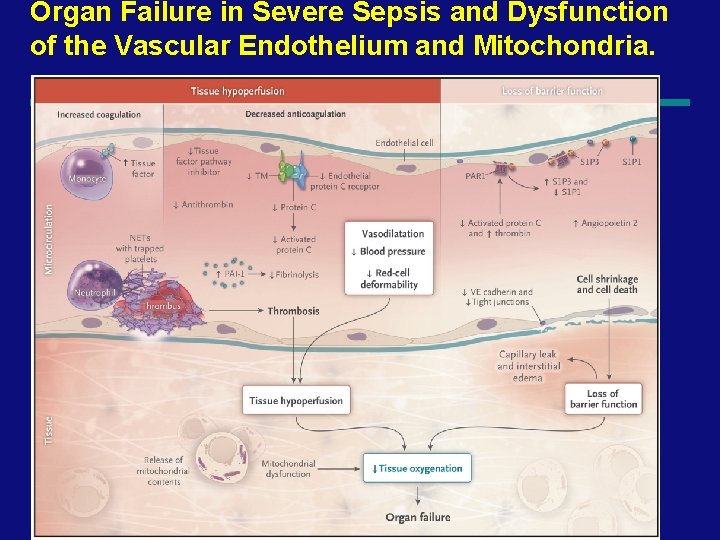 Organ Failure in Severe Sepsis and Dysfunction of the Vascular Endothelium and Mitochondria. 33