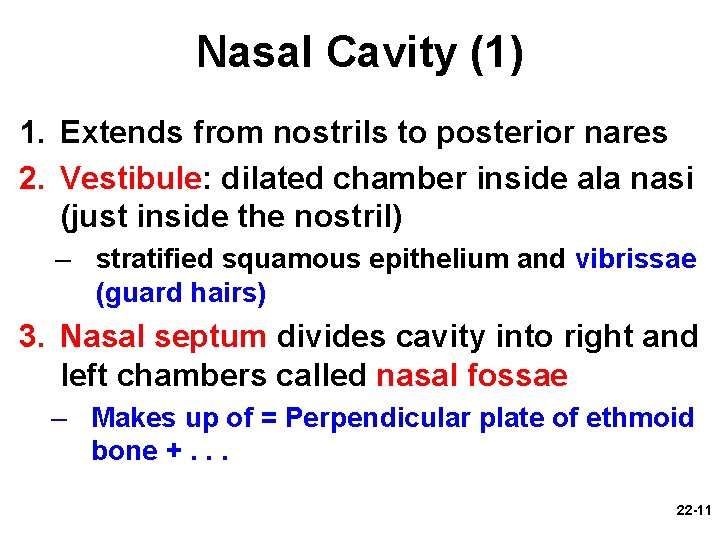 Nasal Cavity (1) 1. Extends from nostrils to posterior nares 2. Vestibule: dilated chamber