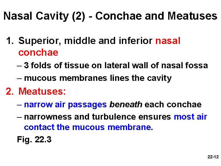 Nasal Cavity (2) - Conchae and Meatuses 1. Superior, middle and inferior nasal conchae