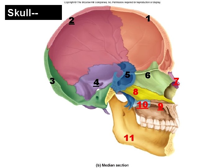 Skull-- 2 3 1 Figure 8. 4 b 4 5 6 8 10 11