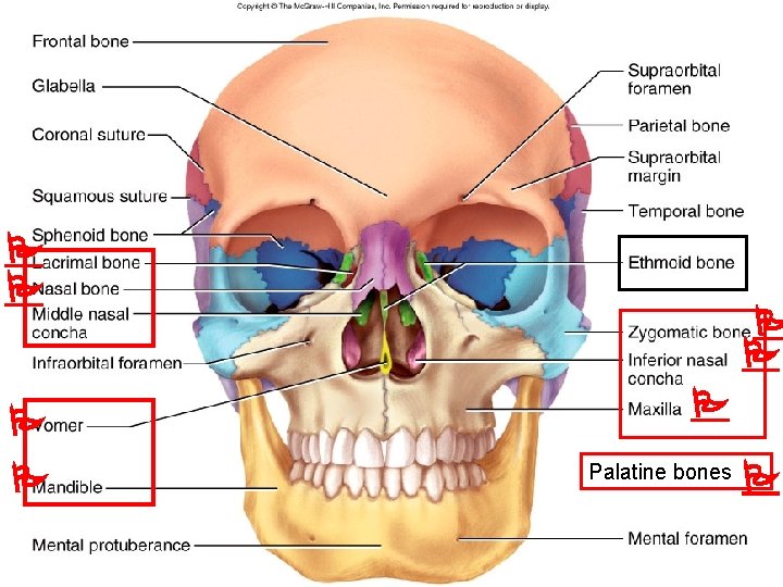  Palatine bones 