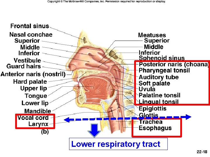 Lower respiratory tract 22 -18 