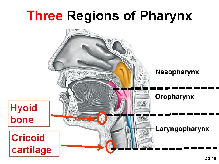 Three Regions of Pharynx Hyoid bone Cricoid cartilage 22 -19 
