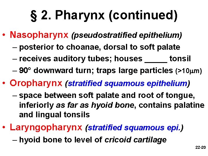 § 2. Pharynx (continued) • Nasopharynx (pseudostratified epithelium) – posterior to choanae, dorsal to