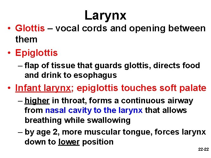 Larynx • Glottis – vocal cords and opening between them • Epiglottis – flap