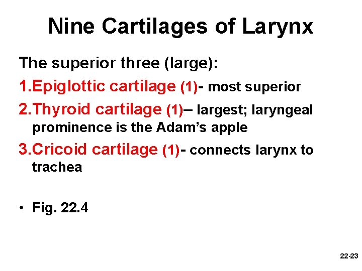 Nine Cartilages of Larynx The superior three (large): 1. Epiglottic cartilage (1)- most superior