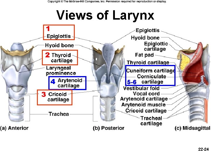 Views of Larynx 1 2 4 5 -6 3 22 -24 