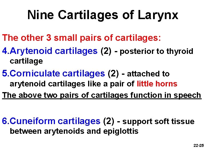 Nine Cartilages of Larynx The other 3 small pairs of cartilages: 4. Arytenoid cartilages