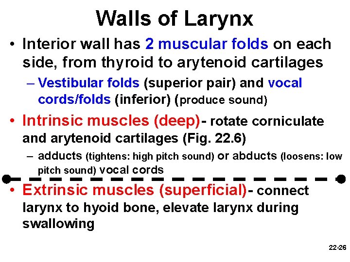 Walls of Larynx • Interior wall has 2 muscular folds on each side, from