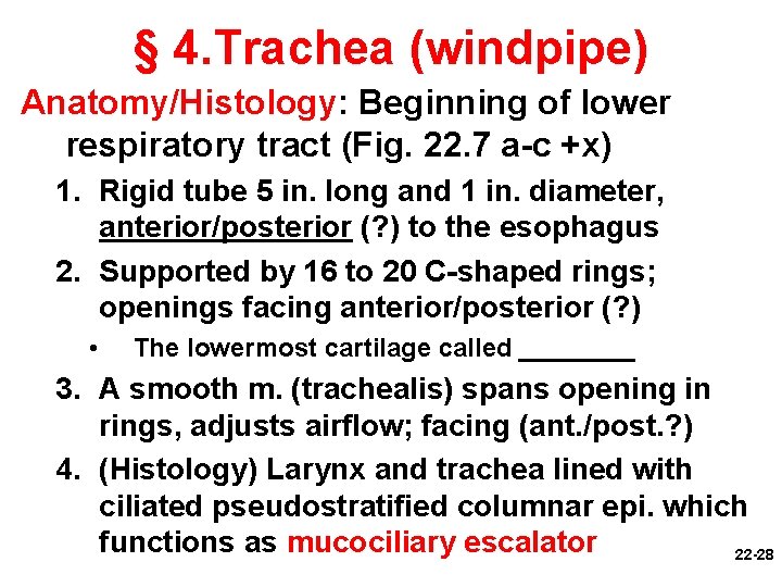 § 4. Trachea (windpipe) Anatomy/Histology: Beginning of lower respiratory tract (Fig. 22. 7 a-c