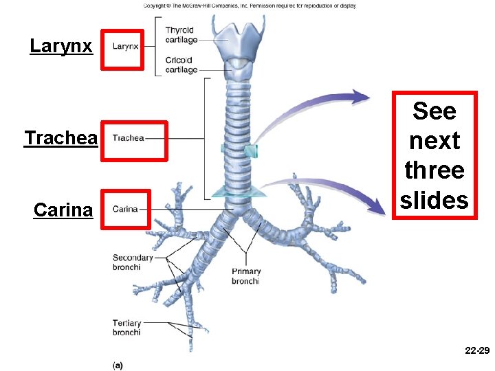 Larynx Trachea Carina See next three slides 22 -29 