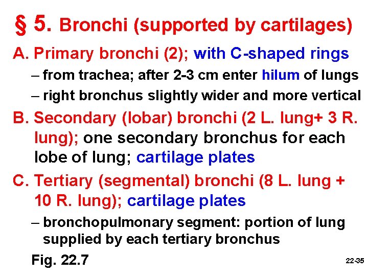 § 5. Bronchi (supported by cartilages) A. Primary bronchi (2); with C-shaped rings –