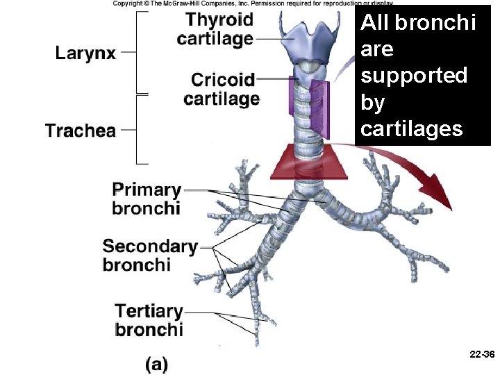 All bronchi are supported by cartilages 22 -36 