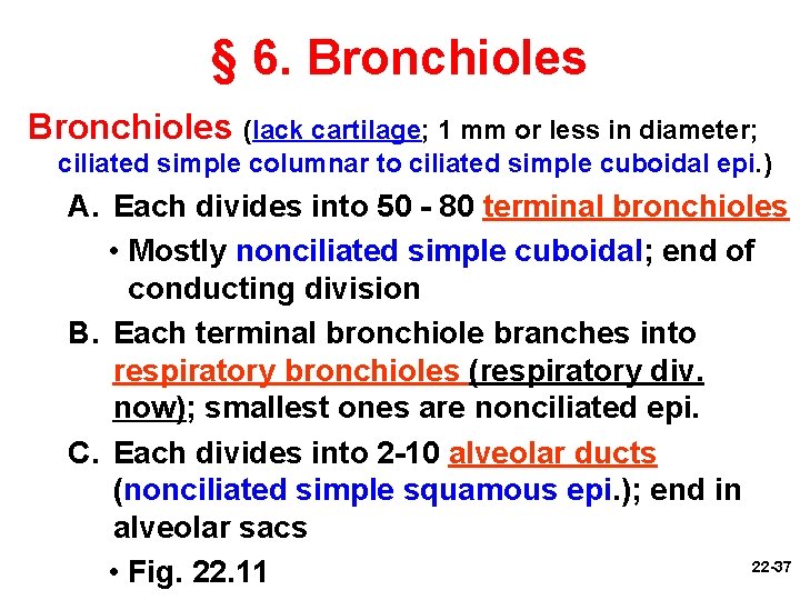 § 6. Bronchioles (lack cartilage; 1 mm or less in diameter; ciliated simple columnar