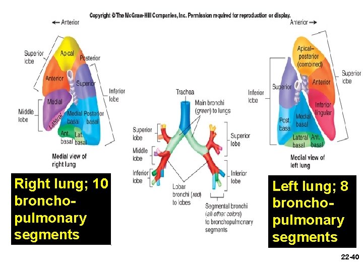 Right lung; 10 bronchopulmonary segments Left lung; 8 bronchopulmonary segments 22 -40 