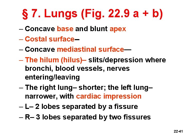 § 7. Lungs (Fig. 22. 9 a + b) – Concave base and blunt