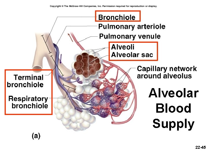 Alveolar Blood Supply 22 -45 
