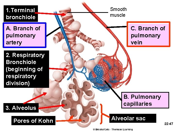 1. Terminal bronchiole A. Branch of pulmonary artery Smooth muscle C. Branch of pulmonary
