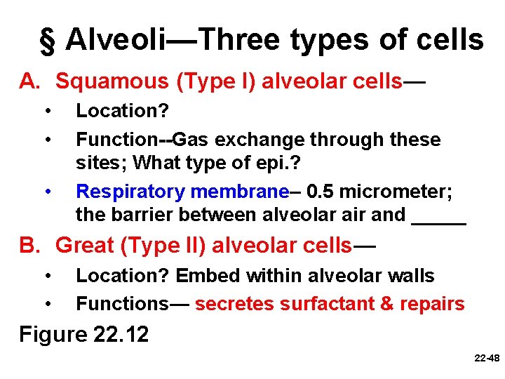 § Alveoli—Three types of cells A. Squamous (Type I) alveolar cells— • • •