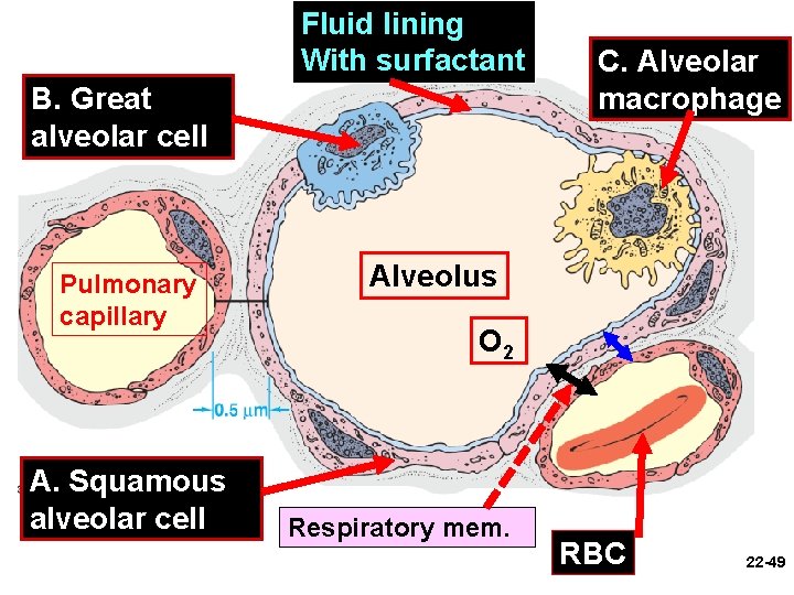 Fluid lining With surfactant B. Great alveolar cell Pulmonary capillary A. Squamous alveolar cell