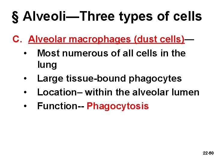 § Alveoli—Three types of cells C. Alveolar macrophages (dust cells)— • Most numerous of