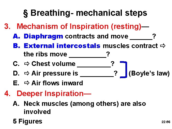 § Breathing- mechanical steps 3. Mechanism of Inspiration (resting)— A. Diaphragm contracts and move