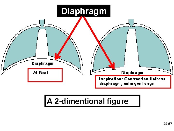 Diaphragm A 2 -dimentional figure 22 -57 