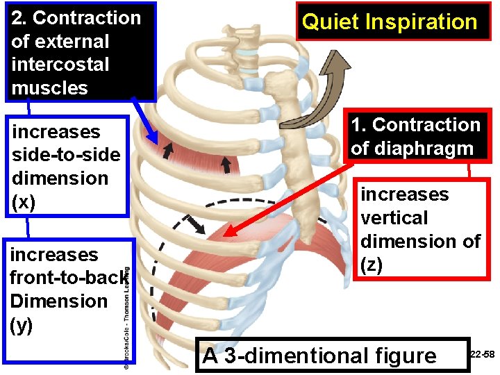 2. Contraction of external intercostal muscles increases side-to-side dimension (x) increases front-to-back Dimension (y)