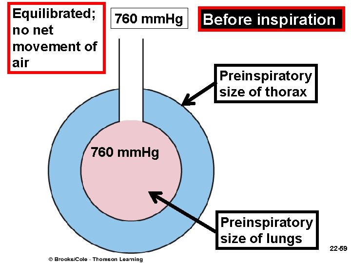 Equilibrated; no net movement of air 760 mm. Hg Before inspiration Preinspiratory size of