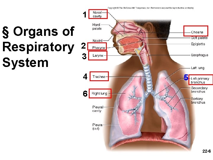 1 § Organs of Respiratory System 2 3 4 5 6 22 -6 